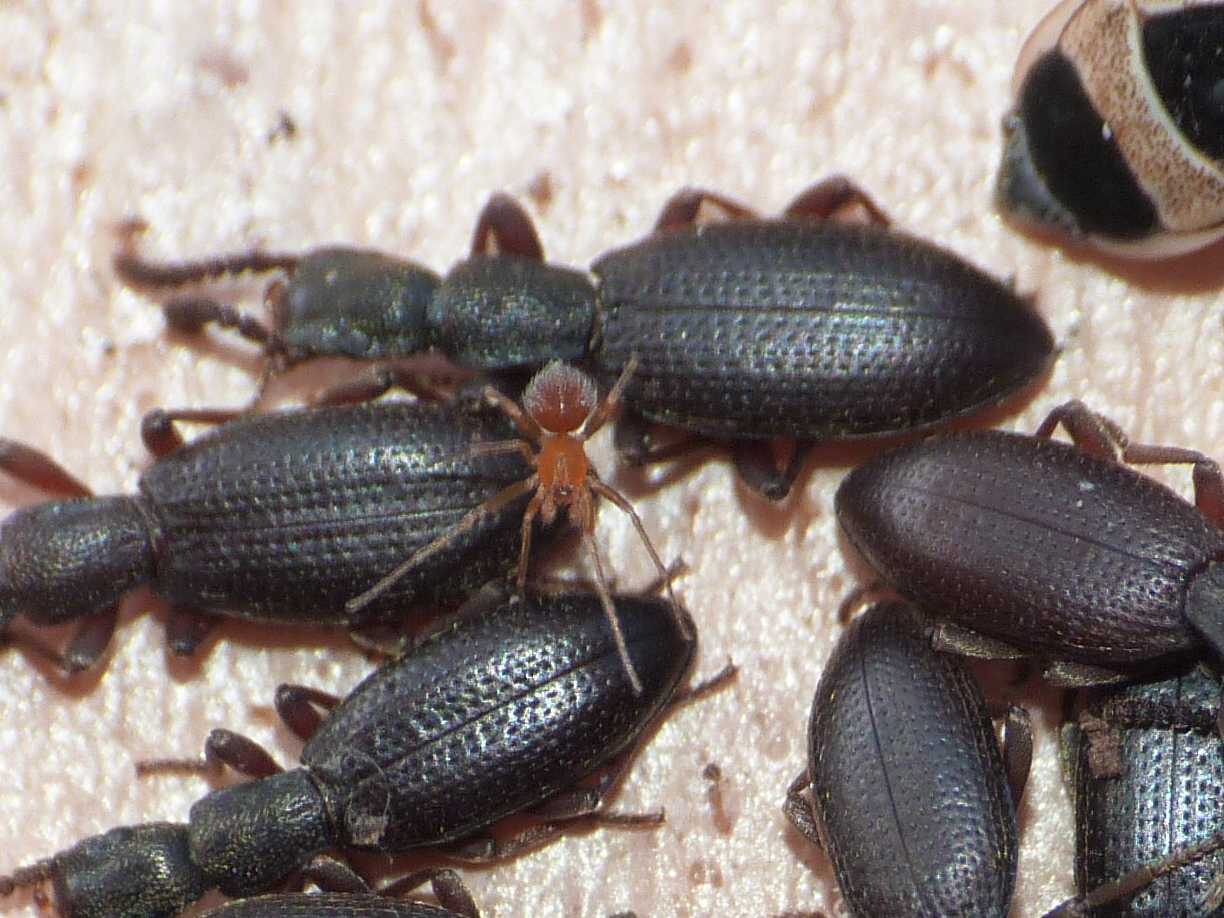 Ragnetto rosso:  Orchestina sp. (Oonopidae) - Lazio